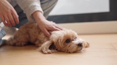 Bir insan tarafından okşanılan neşeli küçük bir köpeğe yakın çekim ilgi, sevgi ve arkadaşlık duyguları uyandırır..