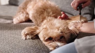 Özenli bir hayvan sahibi tüylü köpeğiyle ilgileniyor, evde tarağıyla kürkünü tarıyor, evcil hayvan bakımı ve aşk sergiliyor..