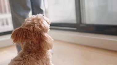 Sevimli bir köpek arka pençeleri üzerinde durur, bir antrenörle eğitim oturumuna hevesle katılır ve bir ödül bekler..