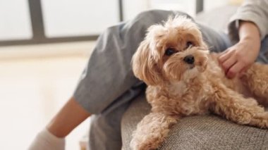 Çekici, bronz bir köpek kanepede mutlu bir şekilde yatarken bir kadın onu nazikçe okşuyor, sevgi ve sükûnet dolu bir an sergiliyor..