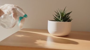 Eldivenli bir kadın, masa üzerindeki bir saksının tozunu sıkar ve silerken görülüyor. Ev işlerini ve temizliği sembolize ediyor..