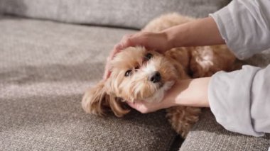 Tüylü bir Maltipoo köpeğini okşayan, yumuşak bir kanepede rahatça uzanan, özen ve arkadaşlığı çağrıştıran bir kişinin yakın plan görüntüsü..