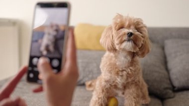 Evcil köpeklerinin videosunu çeken, akıllı telefon kullanan, sevimli bir evcil hayvan sahibi anını sergileyen biriyle samimi bir ev sahnesi..