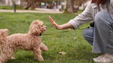 Dişi köpek eğitmeni dışarıda antrenman yapıyor, hayvanına yemyeşil bir parkta pençe atmayı öğretiyor..