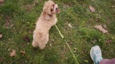 Tasma takmış neşeli, tüylü bir köpek, sahibini çimenli bir alanda gezdirirken, evcil hayvan bakımı ve boş zaman aktivitesi tasvir eder..
