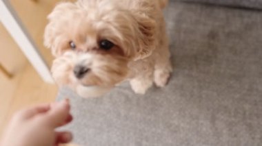 Yumuşak, kahverengi bir köpeği besleyen, evcil hayvan bakımı, eğitim ve mutlu bir evcil hayvan sahibi ilişkisi sunan bir ev sahibi..