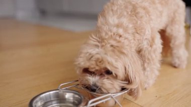 Evdeki kaseden yemek yiyen, evcil hayvan bakımını ve hayvanlarla ev hayatını sergileyen sevimli tüylü köpek..