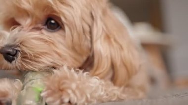 Şirin bir Maltipoo köpeğine yakın çekim. Yiyecek dağıtan bir köpek oyuncağıyla meşgul. Kapalı alanda yatarken köpek oyuncağı almak için..