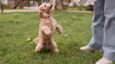 Şirin, özenli bir köpek yavrusu, sahibi ile dışarıda çim tarlasında antrenman yaparken oturma komutu veriyor..