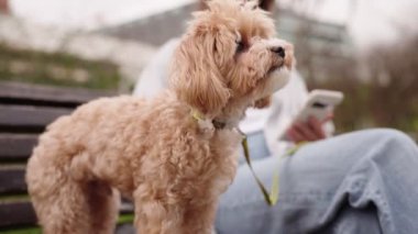 Şirin bir Maltipoo köpeği, sahibinin yanındaki bankta sabırla bekliyor..
