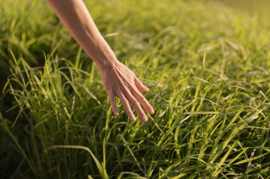 Bir el, güneşli bir tarlada yemyeşil çimenlere hafifçe dokunur ve huzurlu, doğal bir anı yakalar. Doğa, sükunet ve dünya ile bağlantı temaları için ideal..