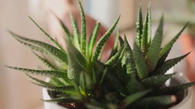 Canlı Haworthia bitkisine yakın plan taze su damlacıkları, kapalı bitki bakımı ve yeşillik tasvir.