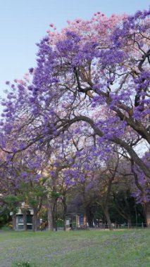 Güzel jakaranda ağaçları serin bir park ortamında canlı mor çiçeklerle çiçek açar..