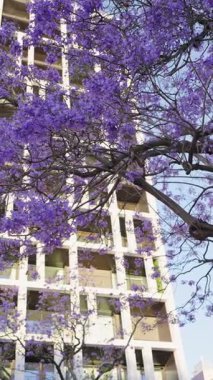 Güzel jakaranda ağaçları canlı mor çiçeklerle çiçeklenir, modern çok katlı bir binaya karşı kurulur, kentsel doğanın özünü yakalar..
