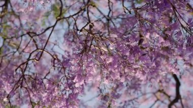 Yakından bakınca, ağaç dallarında açan Jacaranda çiçeklerinin canlı mor renkler ve çiçek açmış doğanın güzelliğini görüyoruz..
