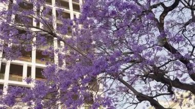 Canlı mor çiçekleri olan Jacaranda ağaçları açık bir günde bir şehir binasının zemininde çiçek açıyor..