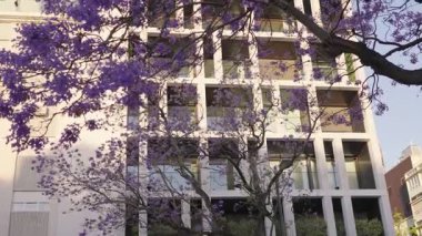 Canlı jakaranda ağaçları arka planda modern mimari ile kentsel bir ortamda çiçek açıyor..