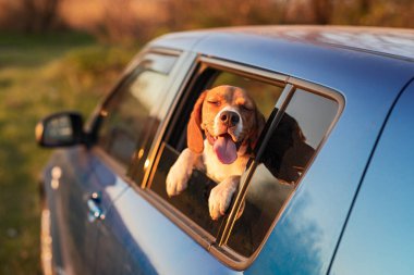 Neşeli av köpeği kafasını arabanın camından dışarı çıkartıyor güneş ışığının ve açık hava atmosferinin tadını çıkarıyor. Hayvanları ve seyahat kavramlarını resmetmek için mükemmel bir özgürlük, neşe ve macera duygusu sergiliyor..