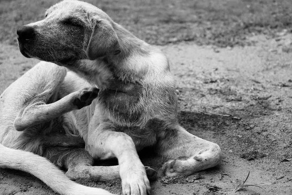 Pies Jest Psa Demodicosis Skóry Zwierzę Domowe Rodowód Ssaków Zwierząt — Zdjęcie stockowe
