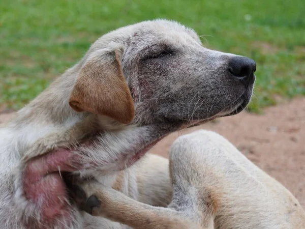 Perro Piel Demodicosis Canina Mascota Pedigrí Mamífero Animal Cuidado Veterinario —  Fotos de Stock
