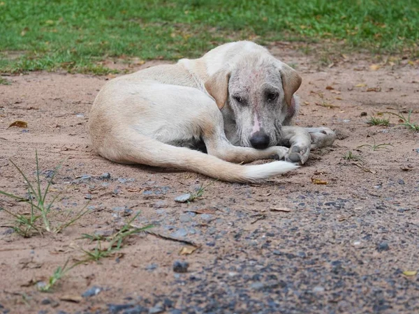 Perro Piel Demodicosis Canina Mascota Pedigrí Mamífero Animal Cuidado Veterinario —  Fotos de Stock