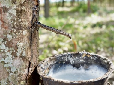 Lastik tıkırtısı, kauçuk ağaç tıkırtısı, kauçuk ağaçtan çıkarılan lastik lateks..