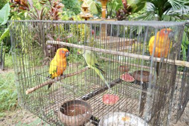 Papağan kuşu kafese kapatıldı..