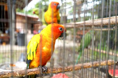Papağan kuşu kafese kapatıldı..