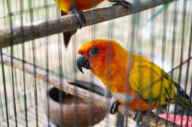 Papağan kuşu kafese kapatıldı..