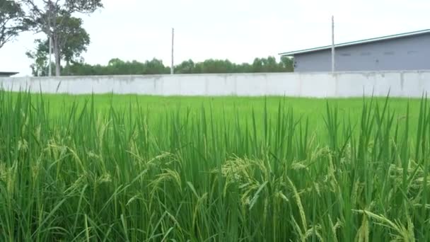 稻豆在院子里 这是泰国农民的天然水稻干燥 背景是蓝天蓝云 — 图库视频影像
