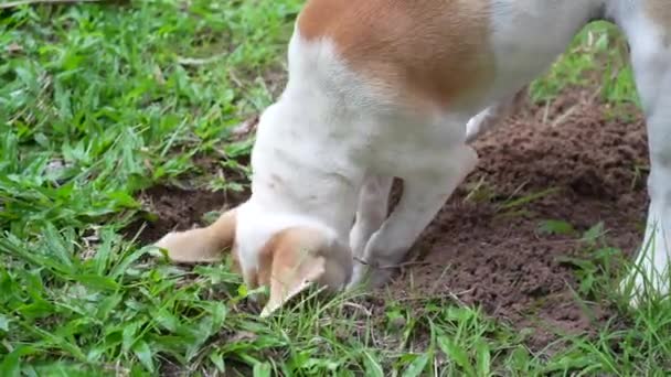 Kleine Activiteit Schattig Schattig Puppy Huisdier — Stockvideo