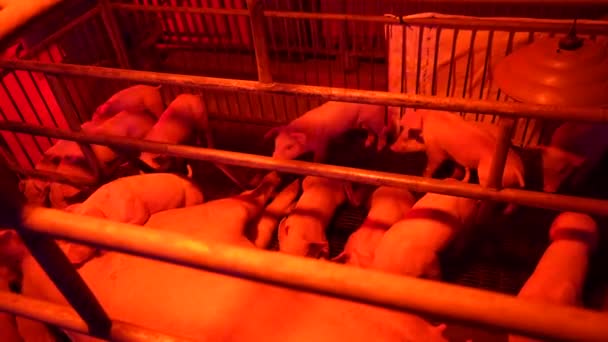 Pequeños Cerdos Tiempo Alimentación Noche Jardín Farn Luz — Vídeos de Stock