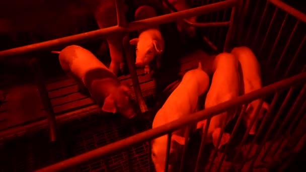 小猪在夜光花园觅食的时间 — 图库视频影像