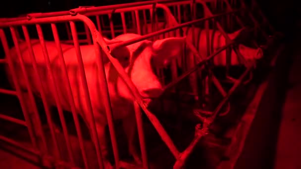 Kleine Schweine Füttern Zeit Der Nacht Licht Farn Garten — Stockvideo