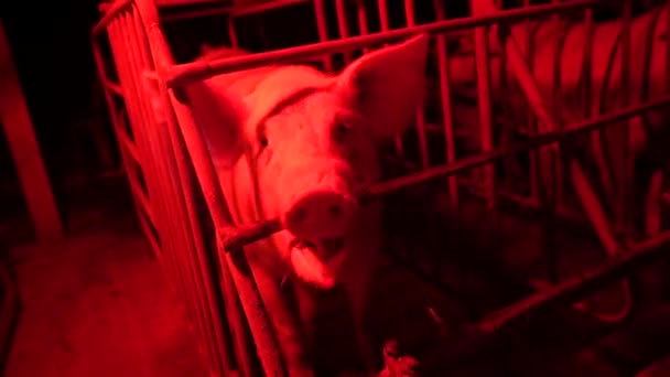 Little Pigs Feeding Time Night Light Farn Garden — Stock Video