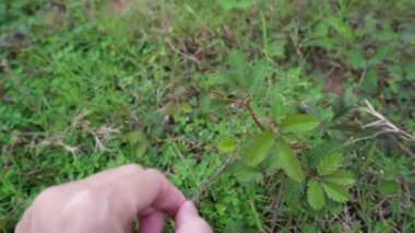 Mimosa pudica, hassas bitki, 4 bin kalite video kamera..