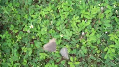 Mimosa pudica, hassas bitki, 4 bin kalite video kamera..
