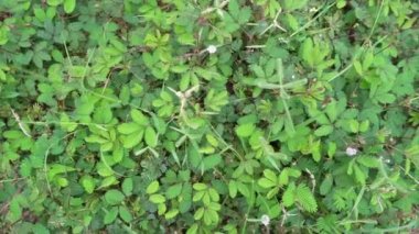 Mimosa pudica, hassas bitki, 4 bin kalite video kamera..