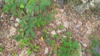 Çimento kalır, yol kalır