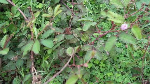 Mimosa Pudica Sensitive Plant High Quality Video Full Frame Camera Stock Video