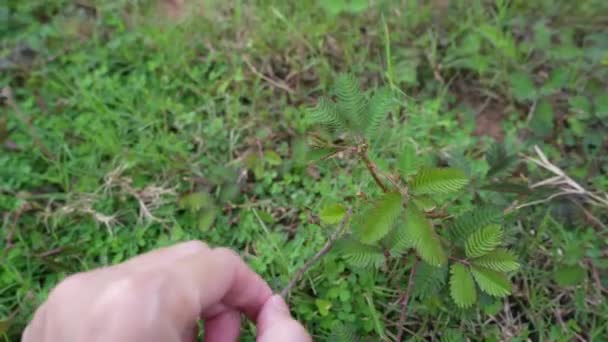Mimosa Pudica Planta Sensível Câmera Quadro Completo Vídeo Alta Qualidade — Vídeo de Stock