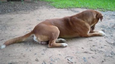 Küçük sevimli köpek yavrusu aktivitesi.