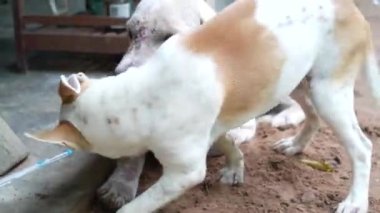Küçük sevimli köpek yavrusu aktivitesi.
