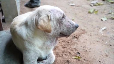 Küçük sevimli köpek yavrusu aktivitesi.