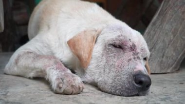 Küçük sevimli köpek yavrusu aktivitesi.