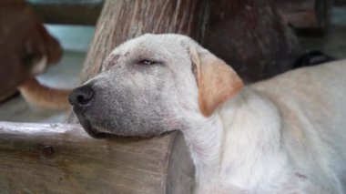 Küçük sevimli köpek yavrusu aktivitesi.