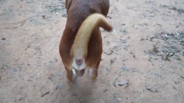 Pequeña Actividad Adorable Lindo Cachorro Mascota — Vídeos de Stock