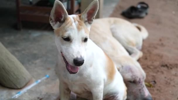 Pequeña Actividad Adorable Lindo Cachorro Mascota — Vídeo de stock