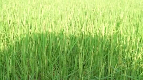 Στεγνώνει Σπόρους Ρυζιού Μια Αυλή Αυτή Είναι Φυσική Ξήρανση Ρυζιού — Αρχείο Βίντεο
