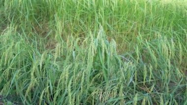 Bahçede kurutulmuş çeltik fasulyesi. Bu Tayland 'da çiftçilerin doğal çeltik pilavı kurutması. Arka plan mavi gökyüzü ve Clou 'dur.. 